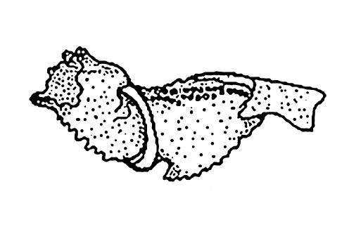 Uca iranica: Saher <em>et al.</em> (2014) image
