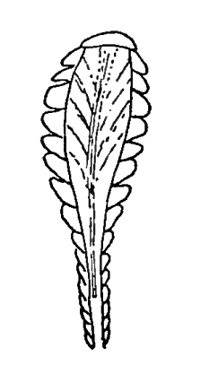 Uca longisignalis: Salmon & Atsaides (1968) image