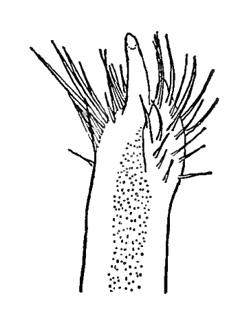 Uca longisignalis: Salmon & Atsaides (1968) image