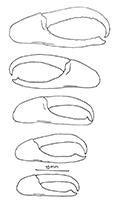 Uca (Minuca) annulipes thumbnail