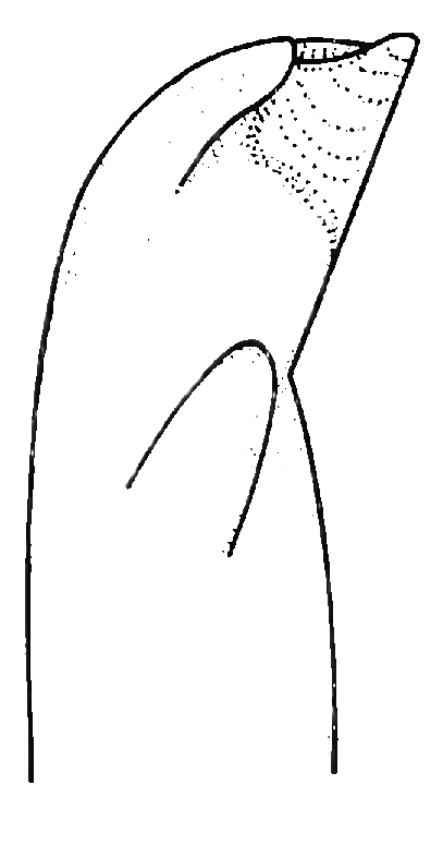 Uca burgersi: Thurman (1981) image