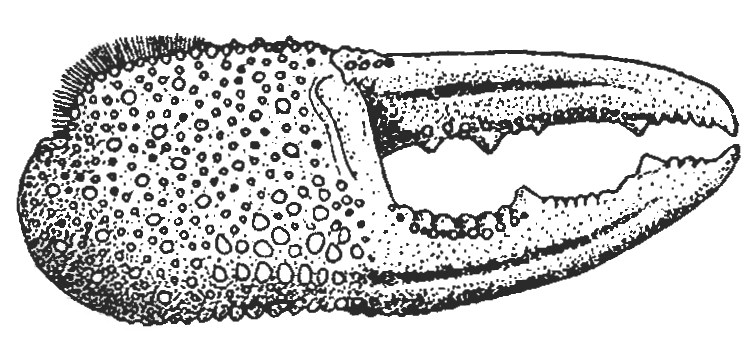 Gelasimus manii: Tweedie (1937) image