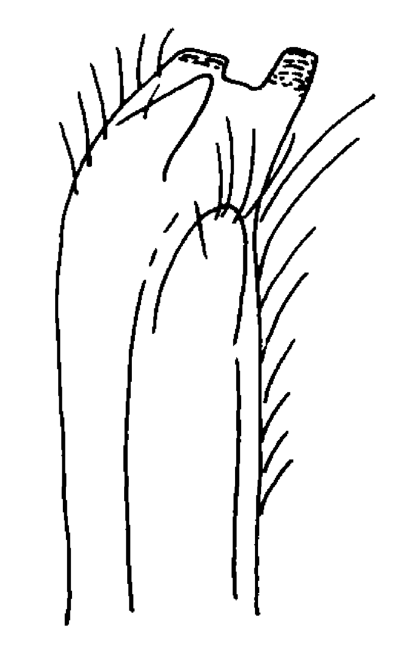 Uca rapax: von Hagen (1987) image