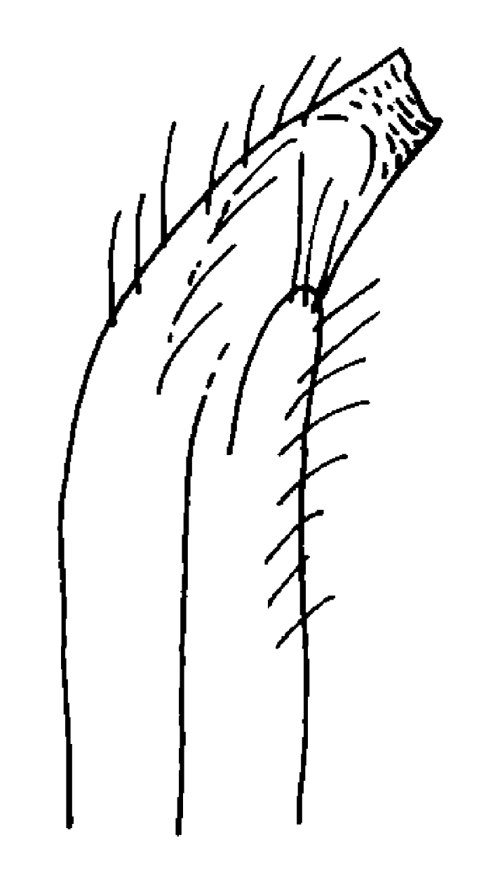 Uca thayeri: von Hagen (1987) image