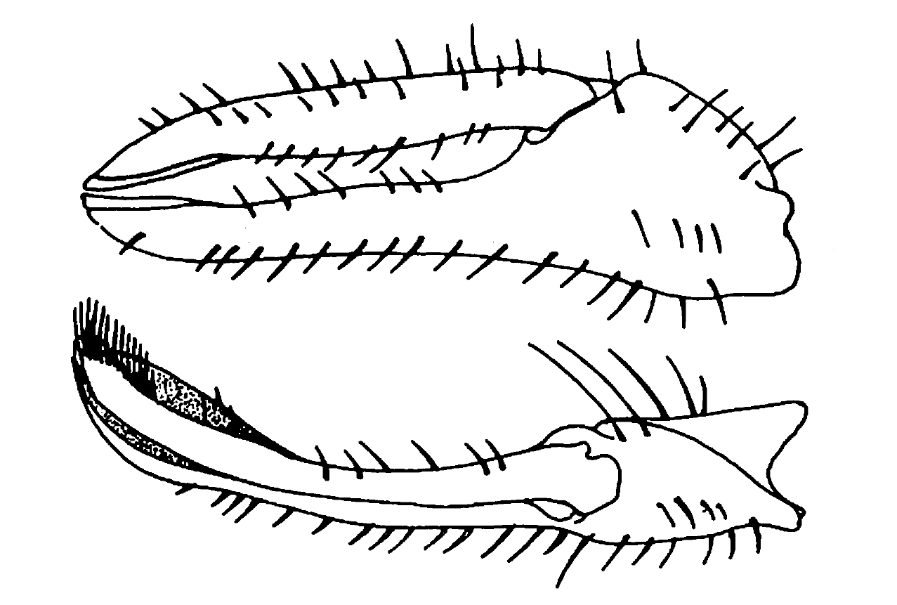 Uca stylifera: von Prahl (1981) image