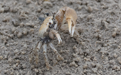Photo of Leptuca subcylindrica