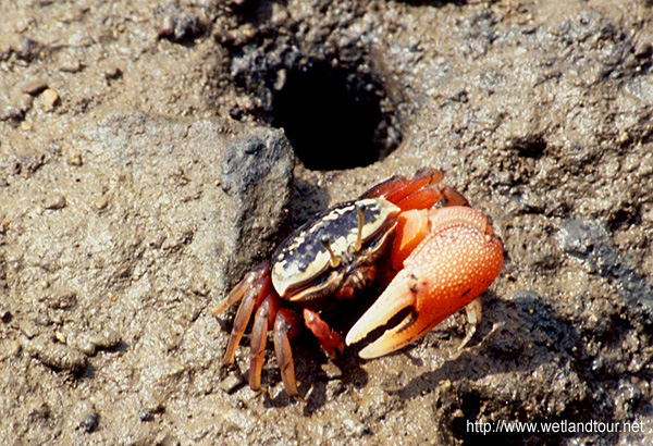 Tubuca arcuata photo