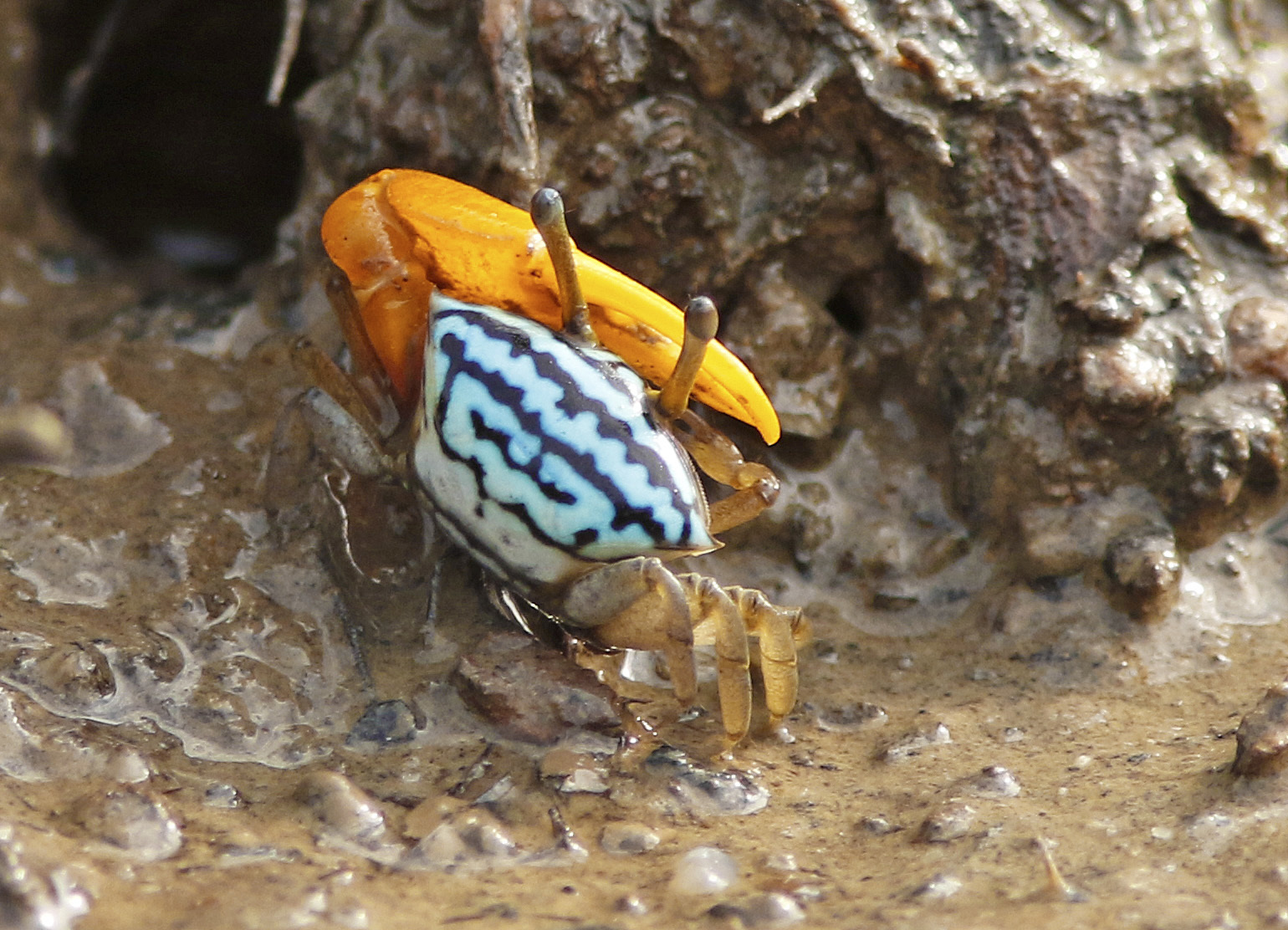 Austruca bengali