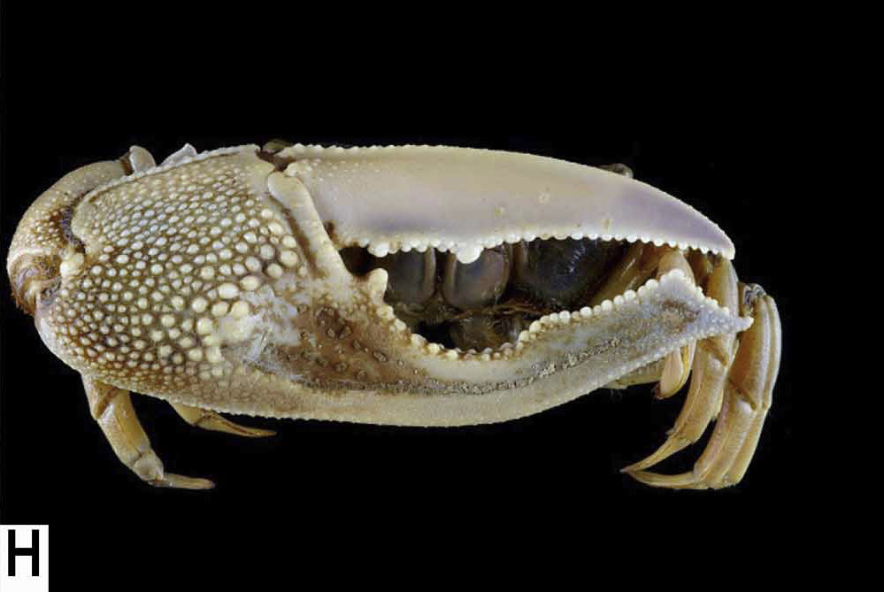 Gelasimus borealis photo