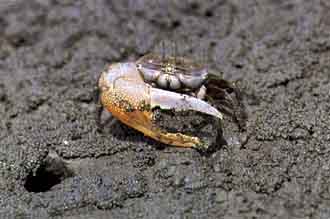 Gelasimus borealis photo