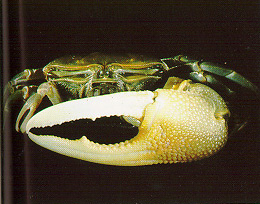 Tubuca capricornis photo