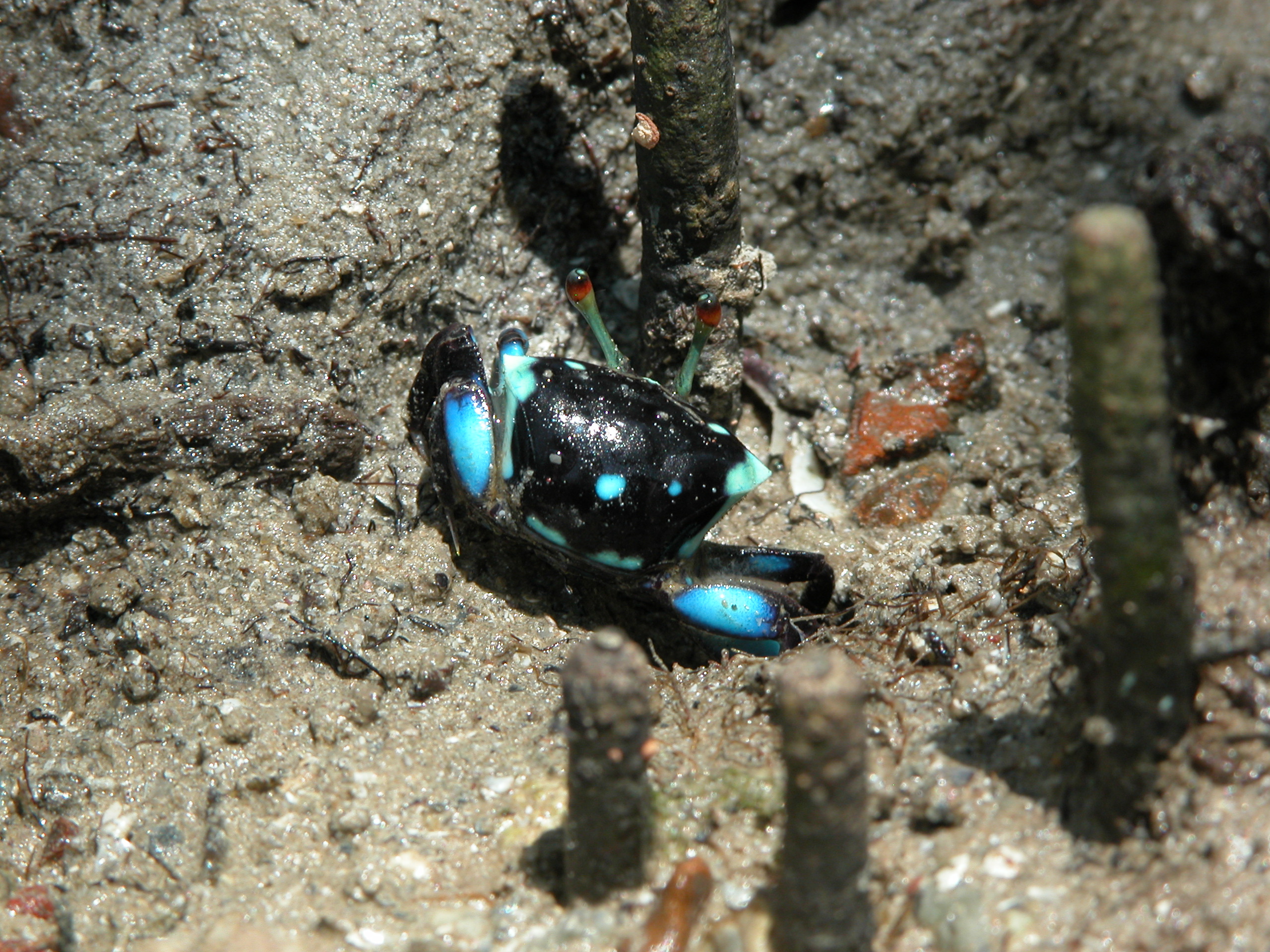 Tubuca capricornis photo