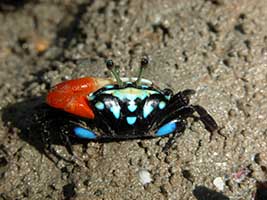 capricornis thumbnail