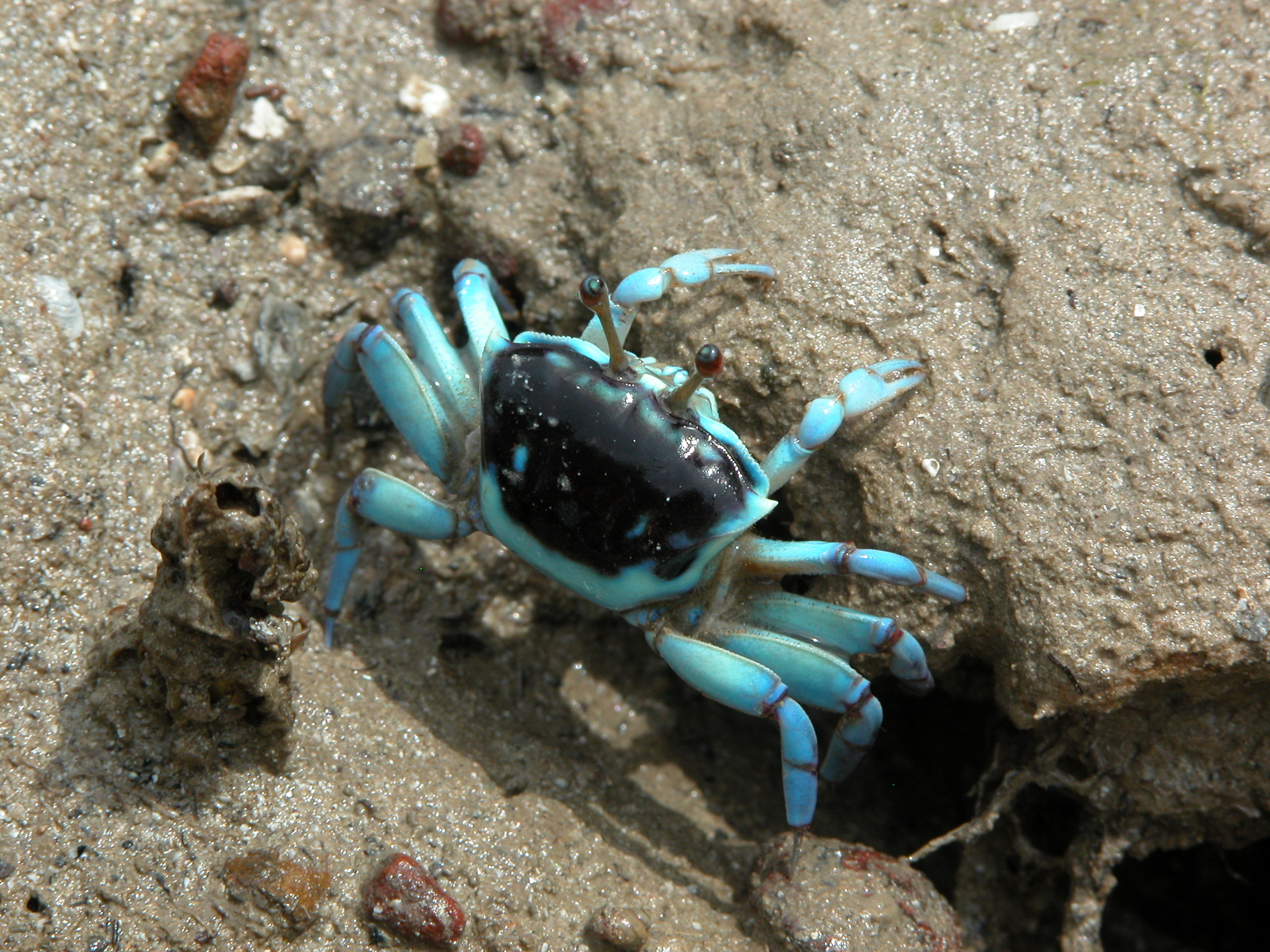 Tubuca capricornis photo