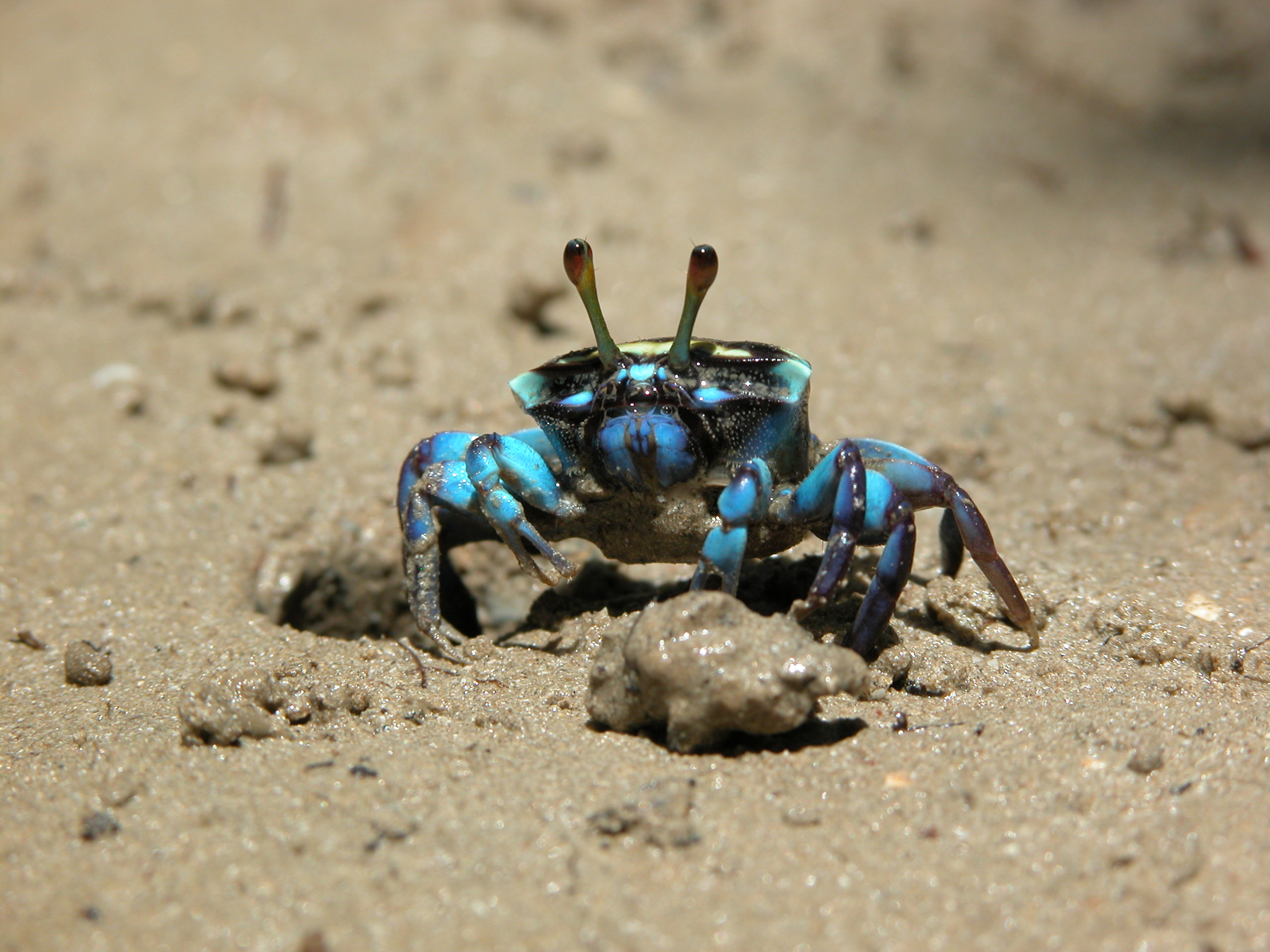 Tubuca capricornis photo