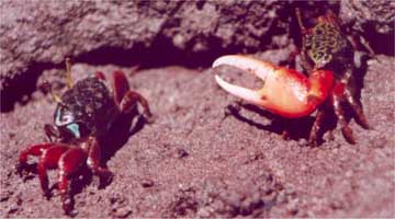 chlorophthalmus thumbnail