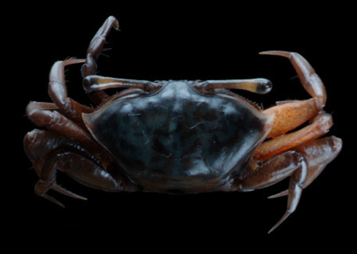 Paraleptuca chlorophthalmus photo