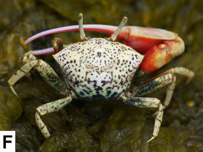 Paraleptuca crassipes photo