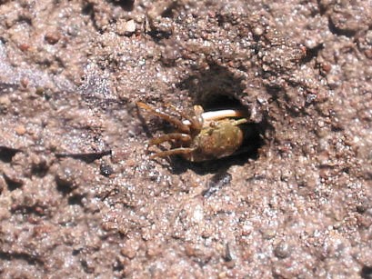 Leptuca crenulata photo