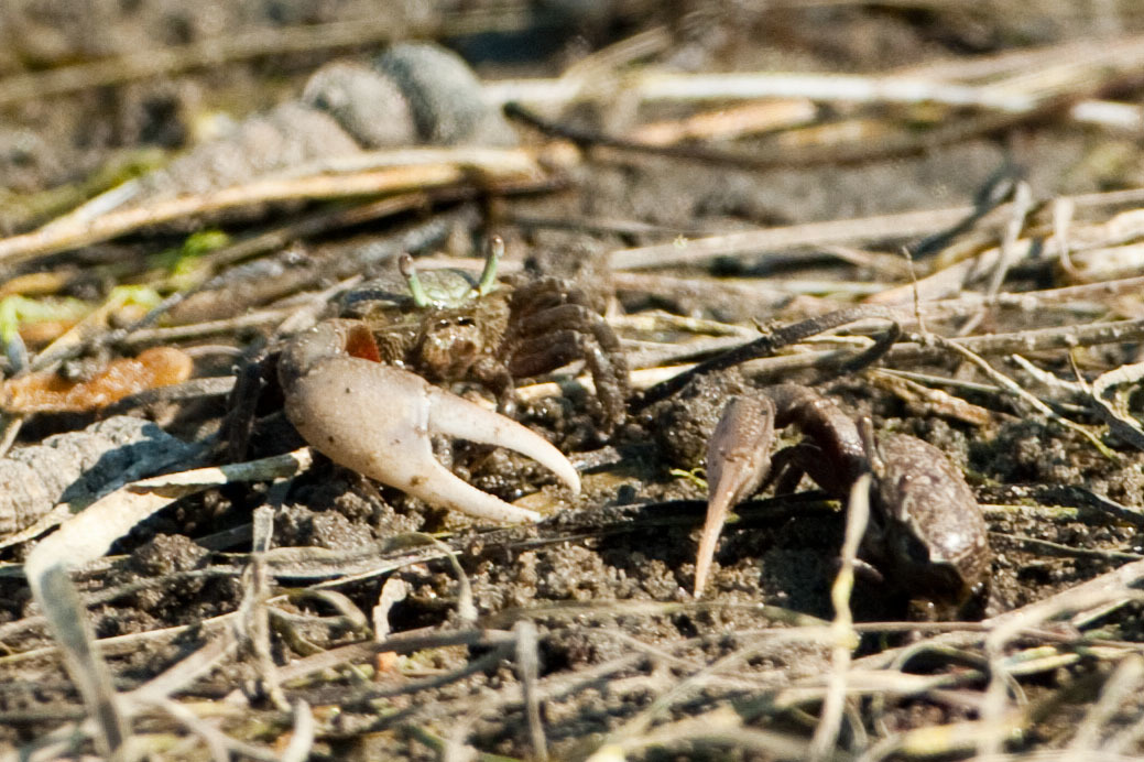 Leptuca crenulata photo