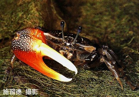 Tubuca dussumieri photo