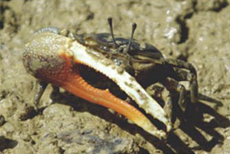 Tubuca dussumieri photo
