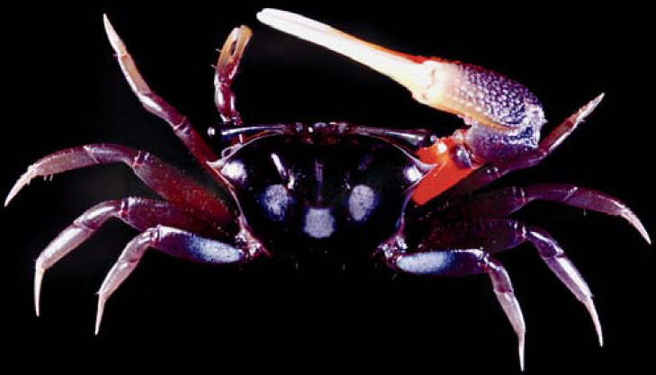 Tubuca dussumieri photo