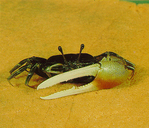 Tubuca elegans photo