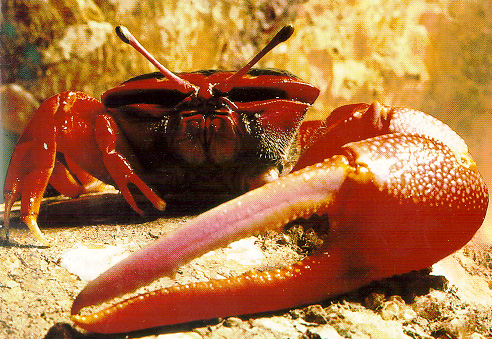 Tubuca flammula photo