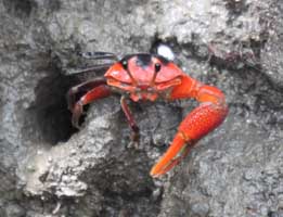 Tubuca forcipata thumbnail