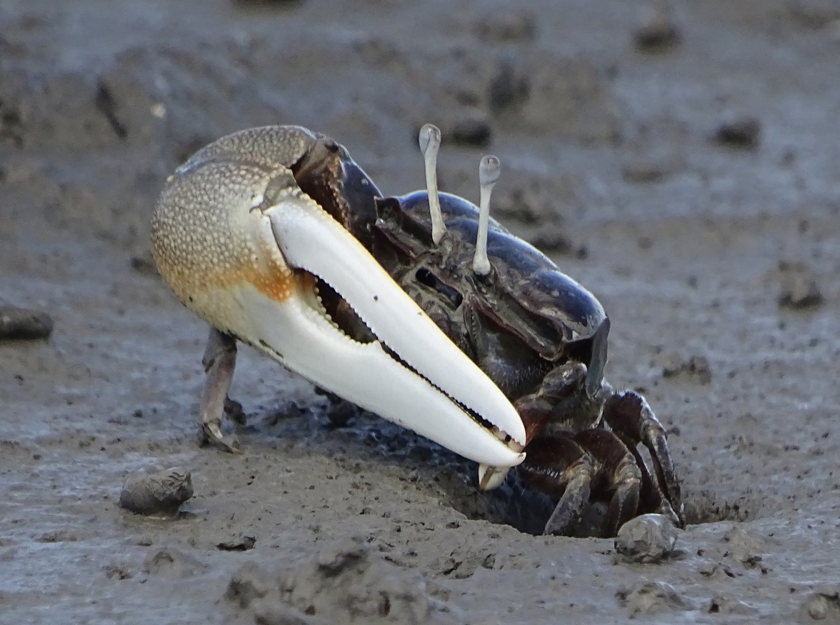 Xeruca formosensis