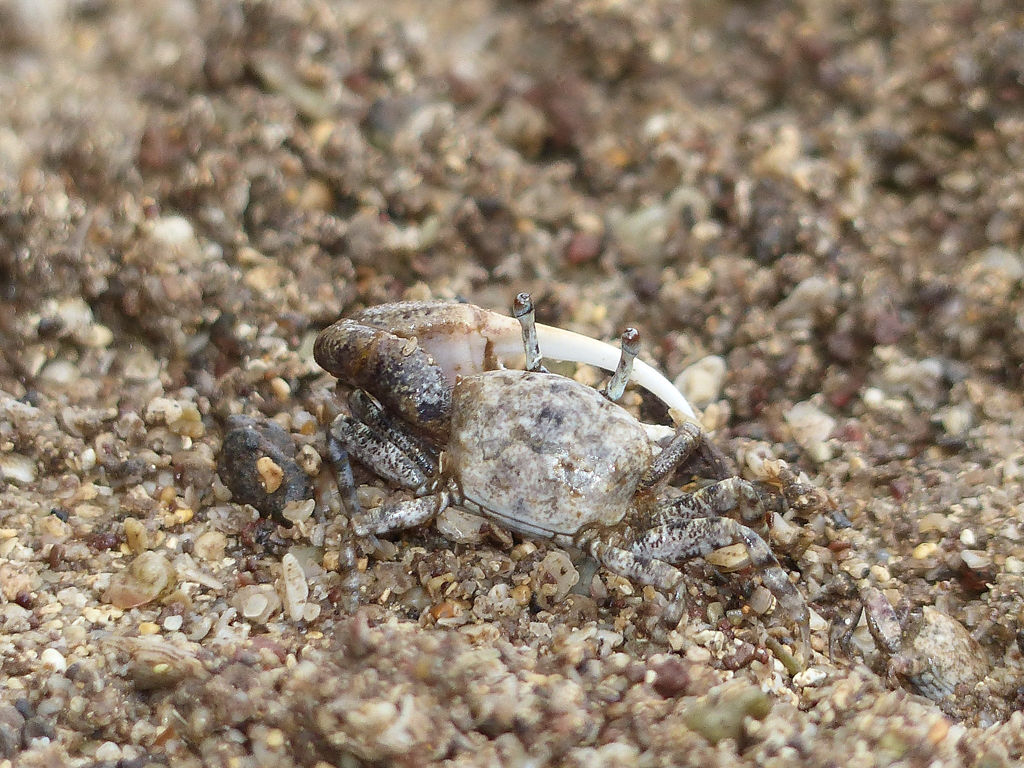 Leptuca helleri photo
