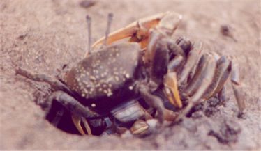 Gelasimus hesperiae photo