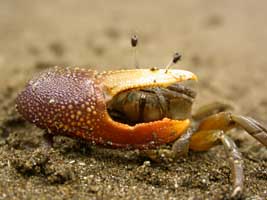 heteropleura thumbnail