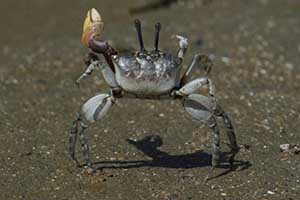 heteropleura thumbnail