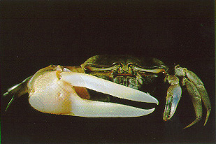 Tubuca hirsutimanus photo