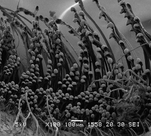 Austruca iranica photo