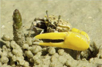 Austruca mjoebergi photo