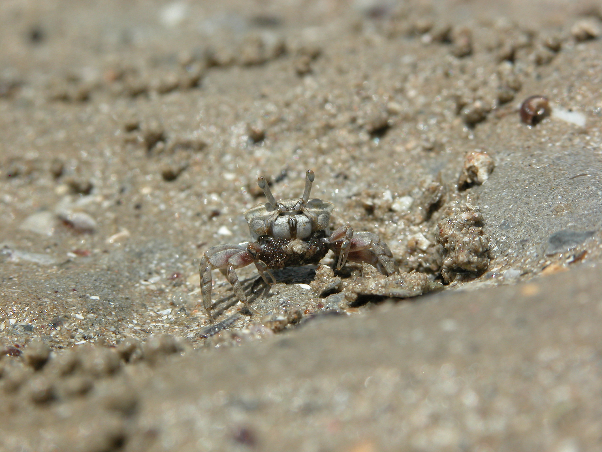 Austruca mjoebergi photo