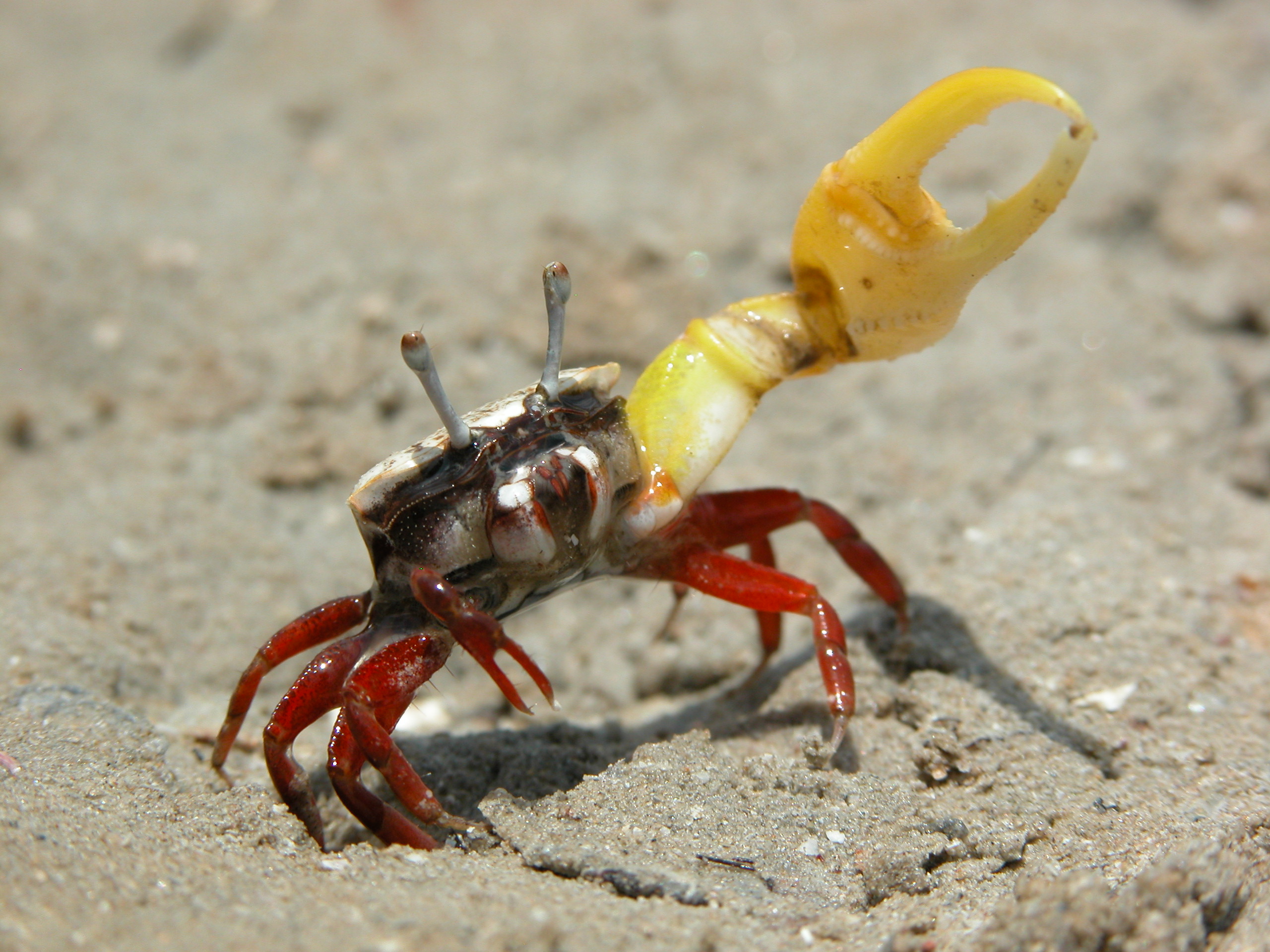 Austruca mjoebergi photo