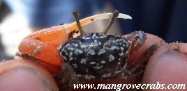 Austruca occidentalis photo