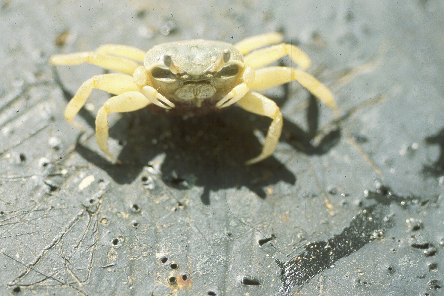 Leptuca panacea photo
