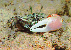 Tubuca polita photo
