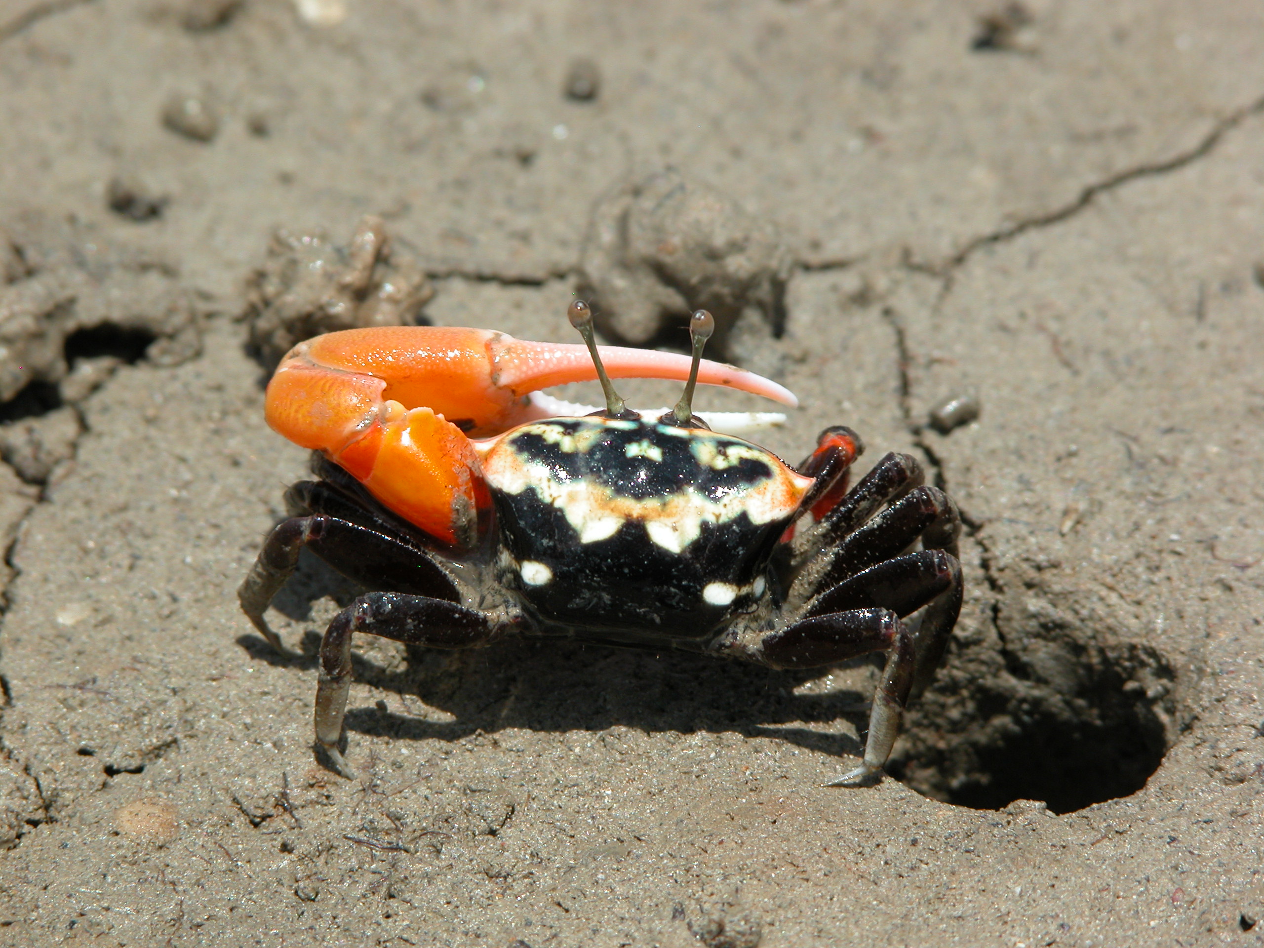 Tubuca polita photo
