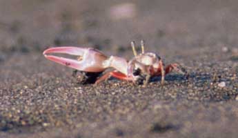 stenodactylus thumbnail