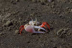 stenodactylus thumbnail