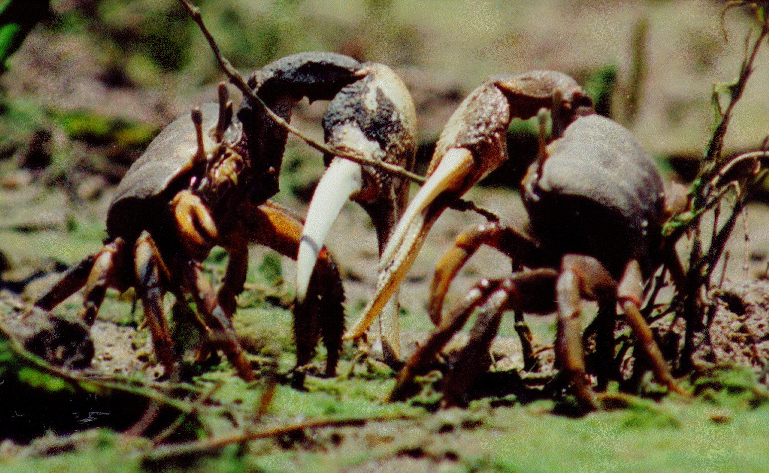 Afruca tangeri photo