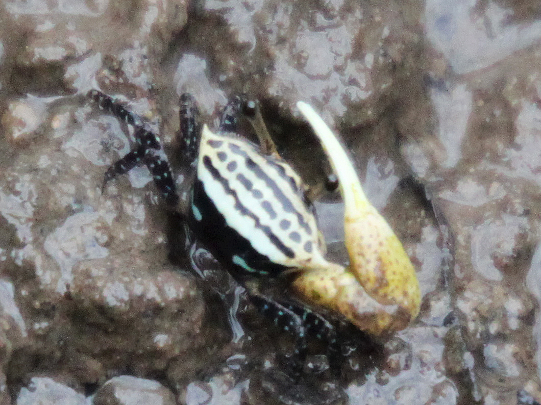 Austruca triangularis photo