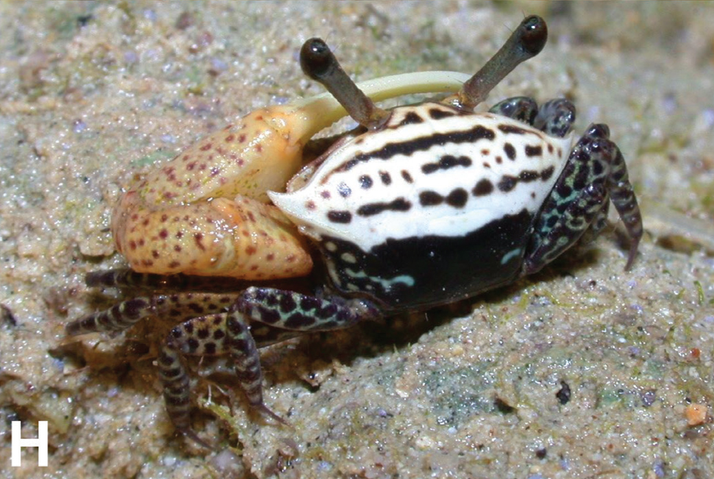 Austruca triangularis photo