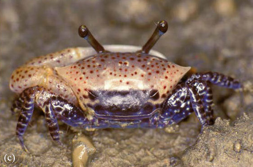 Austruca triangularis photo